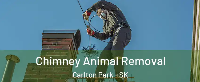 Chimney Animal Removal Carlton Park - SK