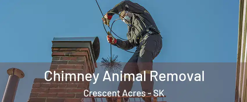 Chimney Animal Removal Crescent Acres - SK