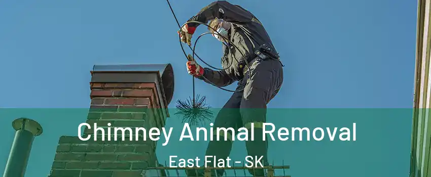 Chimney Animal Removal East Flat - SK