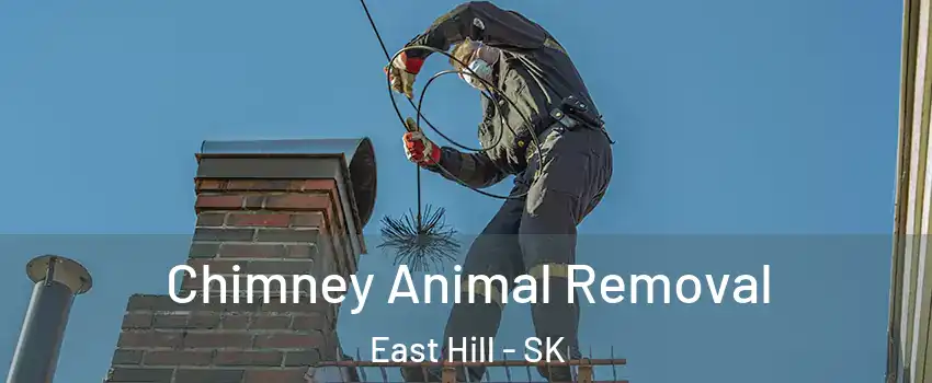Chimney Animal Removal East Hill - SK