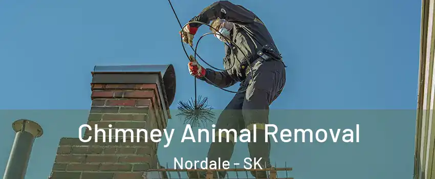 Chimney Animal Removal Nordale - SK
