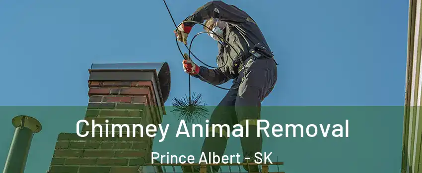Chimney Animal Removal Prince Albert - SK