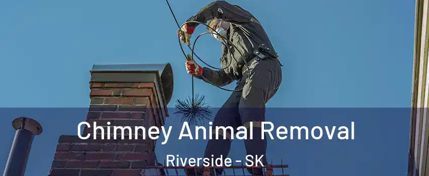 Chimney Animal Removal Riverside - SK