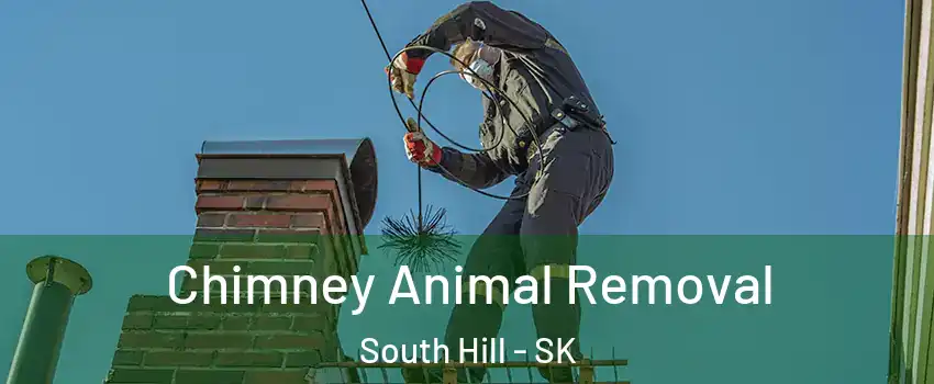 Chimney Animal Removal South Hill - SK