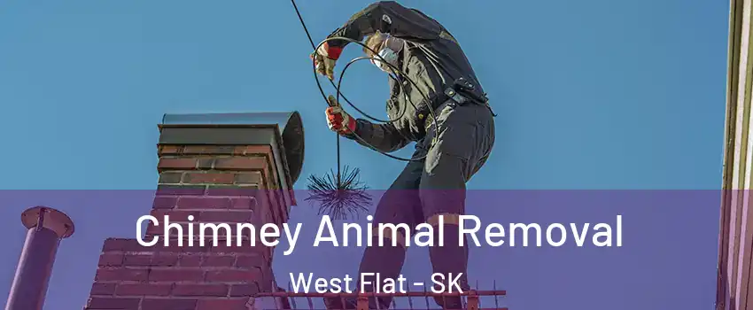 Chimney Animal Removal West Flat - SK