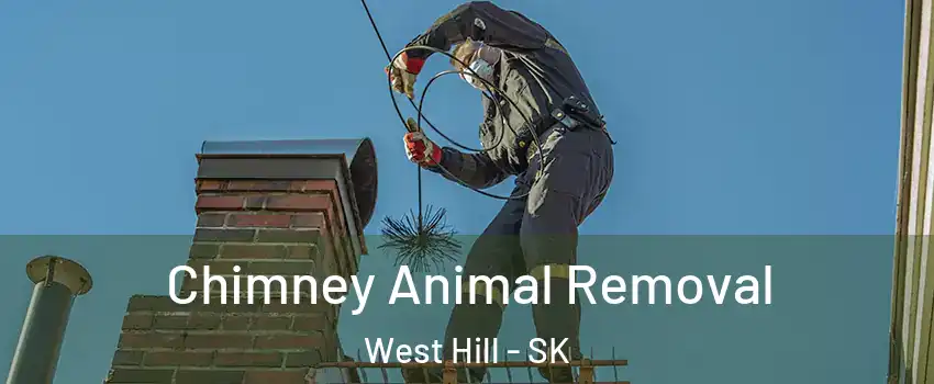 Chimney Animal Removal West Hill - SK