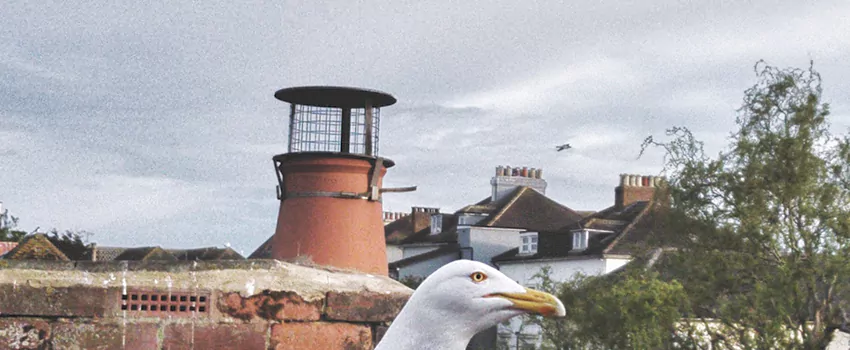 Chimney Cap Bird Guard Repair in Prince Albert, Saskatchewan